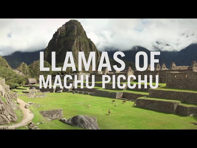 Llamas and Alpacas of Machu Picchu