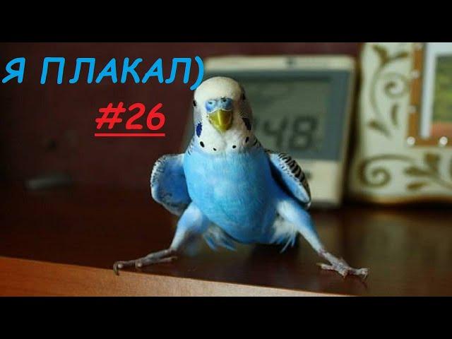 Такое не Пропустишь!) Я ПЛАКАЛ! #26 Подборка приколы попугаи #прикол #parrots Cute Pets compilation