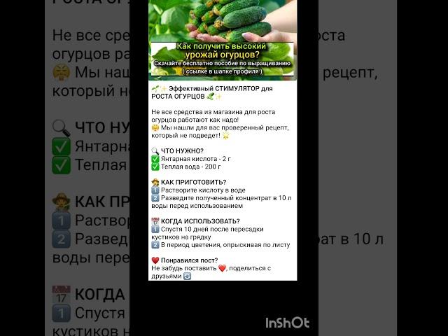 как повысить урожайность огурцов?