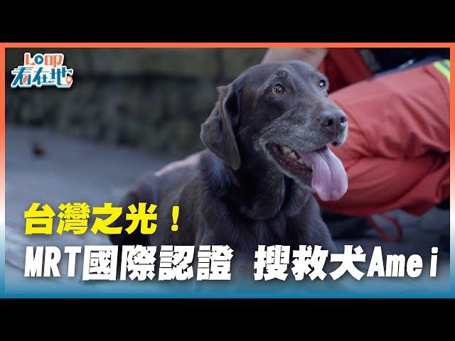 《LO叩看在地》台灣之光！MRT國際認證 搜救犬Amei