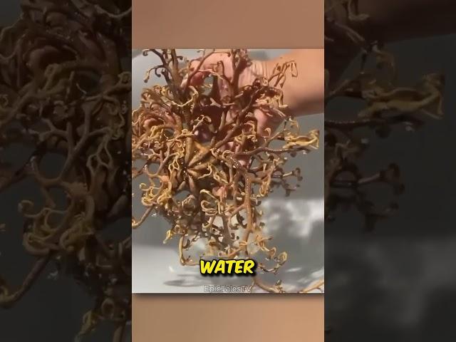 A creature from space  