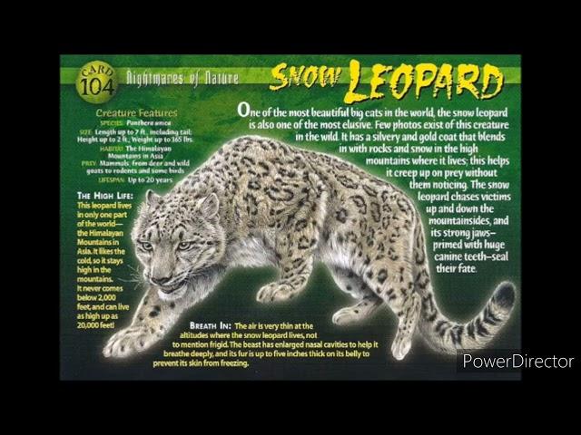 snow leopard sound effects