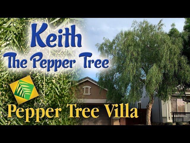 Disneyland Resort Tree | Keith the Pepper Tree | Pepper Tree Villa