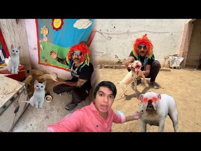 Bully dog Kay baby nay attack kar diyachallenge kon jeeta ??@PetHouse786