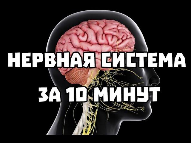 Нервная система за 10 минут