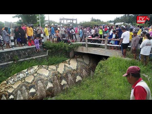 Amazing!! A farmer was attacked by a giant python, fortunately he was saved...