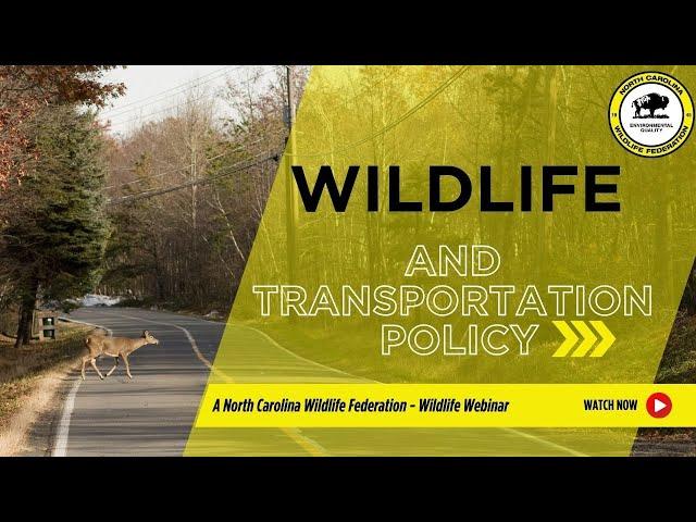 Connecting Wildlife to North Carolina Transportation Policy - North Carolina Wildlife Federation