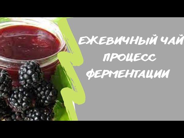 Ежевичный чай🫐. Процесс ферментации.