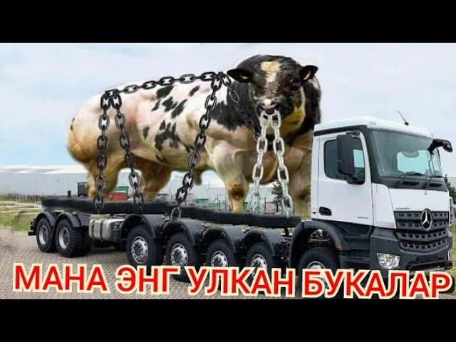 Хамма излаган видео Мана энг улкан букалар