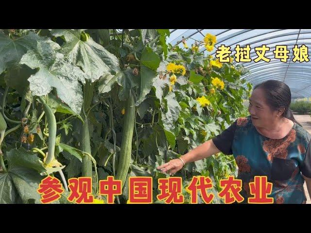 Lao mother-in-law visited China's modern agricultural greenhouse and looked at her own food immedia