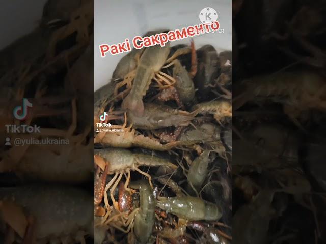 Раки.Сакраменто,Калифорния США