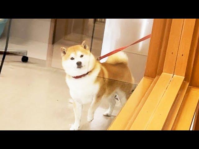 Shibe freezes because he found an owner at a pet hotel