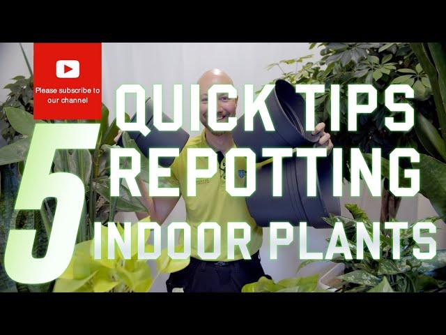 5 quick tips Repotting indoor plants