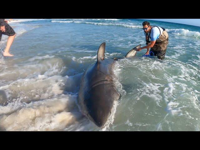 13’ GREAT WHITE Caught Off Pensacola Beach (Florida)