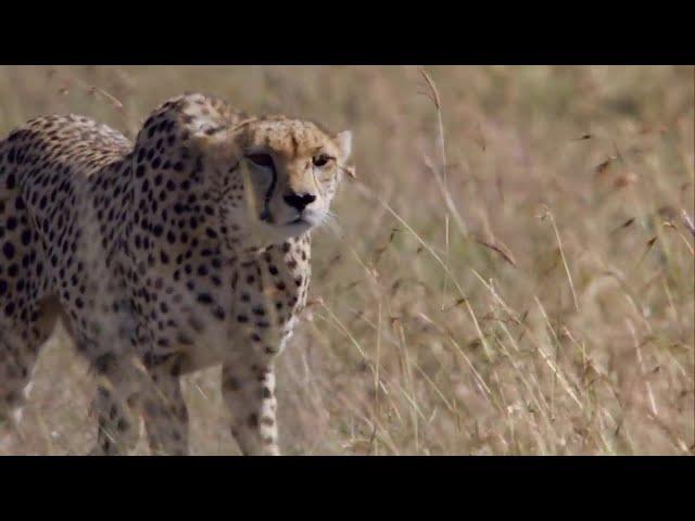 Cheetah- Fastest Running Animal - 1080 HD