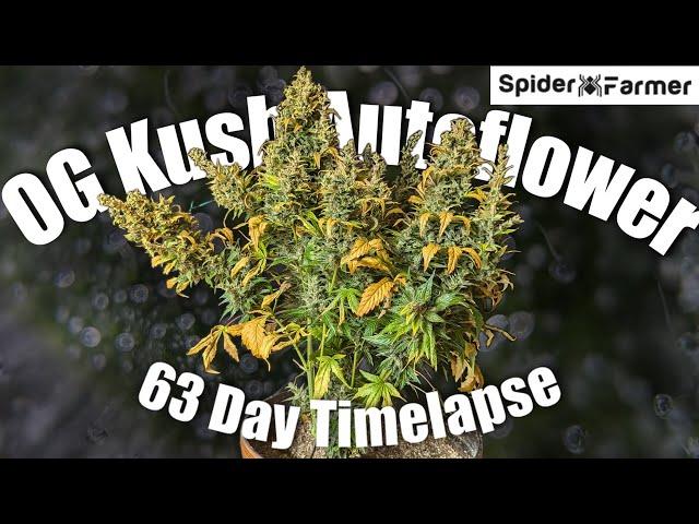 Timelapse - Seed to Harvest 200g Dry - OG Kush Autoflower Fastbuds - Spiderfarmer SF4000