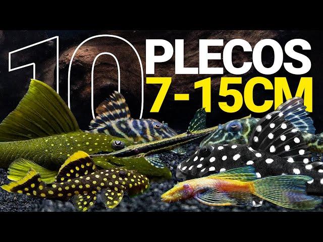 10 PLECOS de TALLA PEQUEÑA/MEDIANA para tu ACUARIO