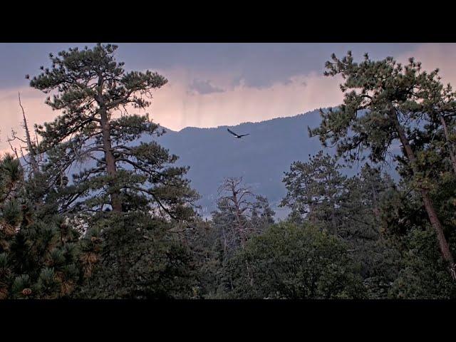 Sep 7, 2024: Beautiful sunrise and afternoon storm. Jackie shows up alone. where is Shadow?  