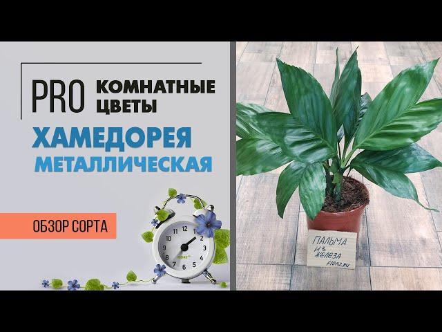 Хамедорея металлическая - комнатная пальма | Экзотическое растение