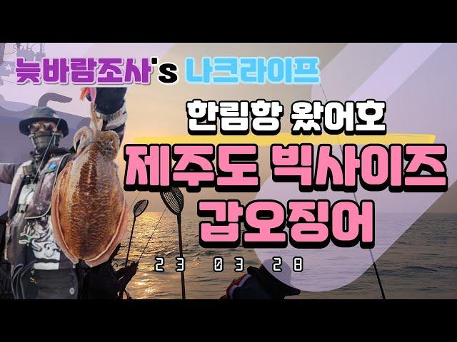 3월 28일 제주도 빅 사이즈 갑오징어 낚시 즐기기! 심해갑 실제 상황별 선상 액션법, 운용법 설명 [액션법]