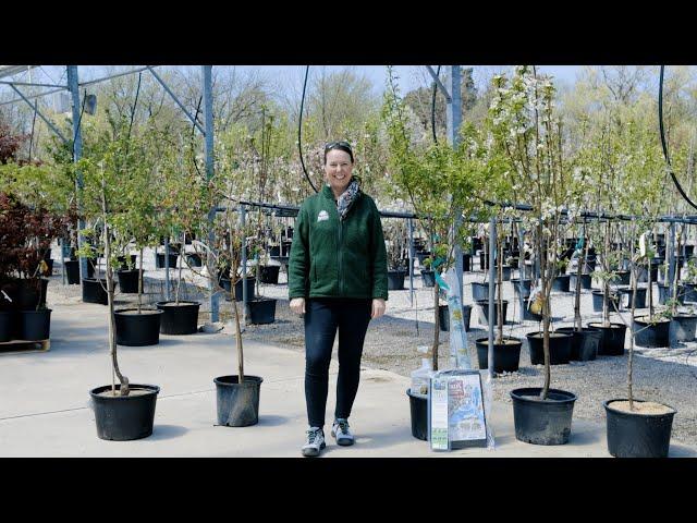 PETITTI | How to Grow Fruit Trees in Northeast Ohio