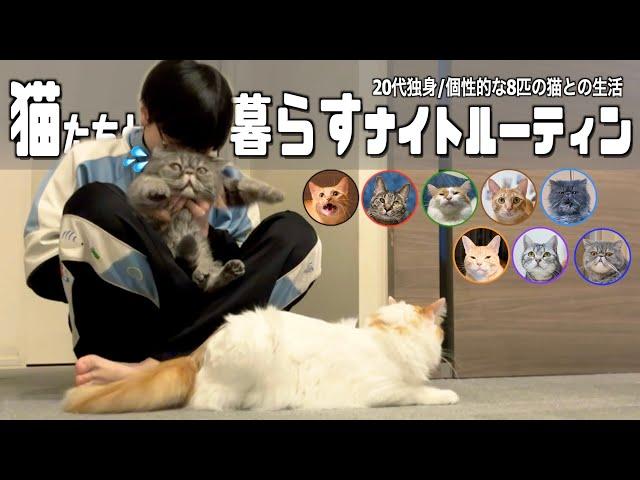 20代独身｜猫の魅力に取り憑かれた下僕のナイトルーティン