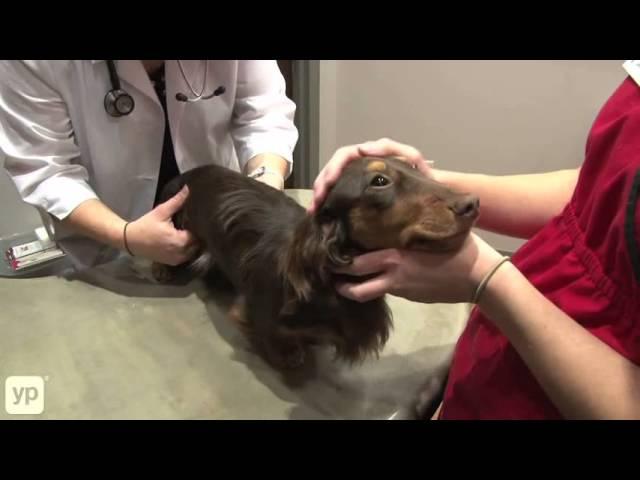 ValueCare Pet Wellness Clinic | Dacula, GA | Veterinarians