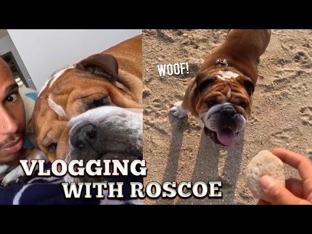 Adventures with Roscoe! | Lewis Hamilton Vlogs