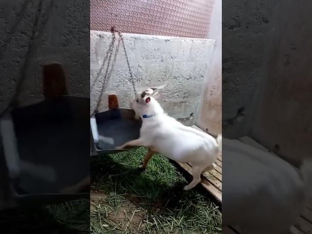 Smallest goat#nigeriandwarfs #pets #m4champs #song #goatfarm #cow #rooftopfarming #goat #funny #fun