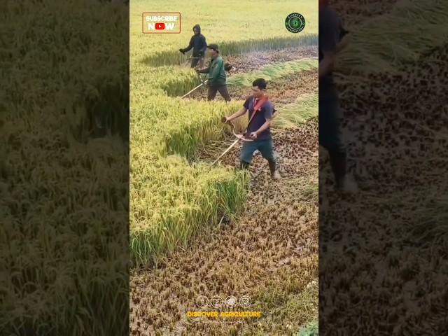 Rice Harvesting Using Brush Cutter Machine