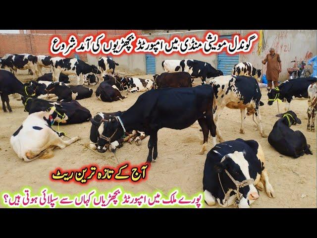 Today Gondal Mandi latest update 17June 2025!Heifers for sale in Punjab!imported heifers Fresh Rates
