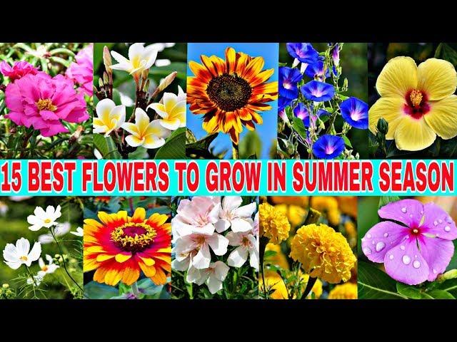 15 BEST SUMMER FLOWERS.....List of best summer flower plants...