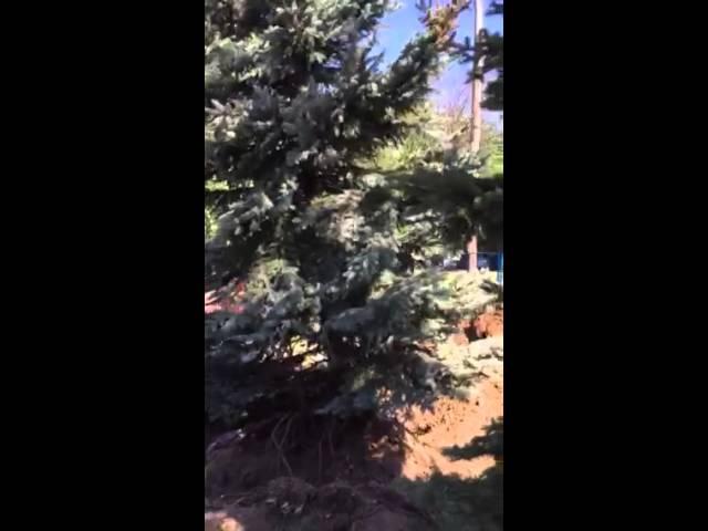 Moving the pine tree that is in the Den of the new house