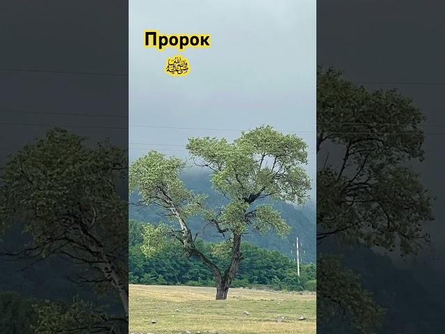 Пророк Мухаммад ﷺ
