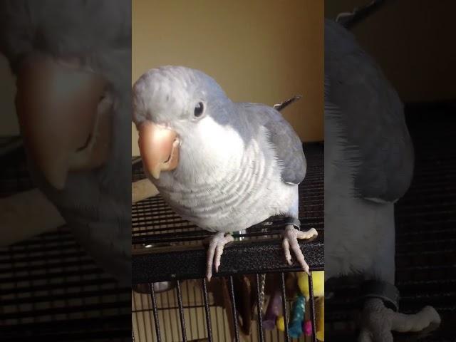 Toby the Quaker