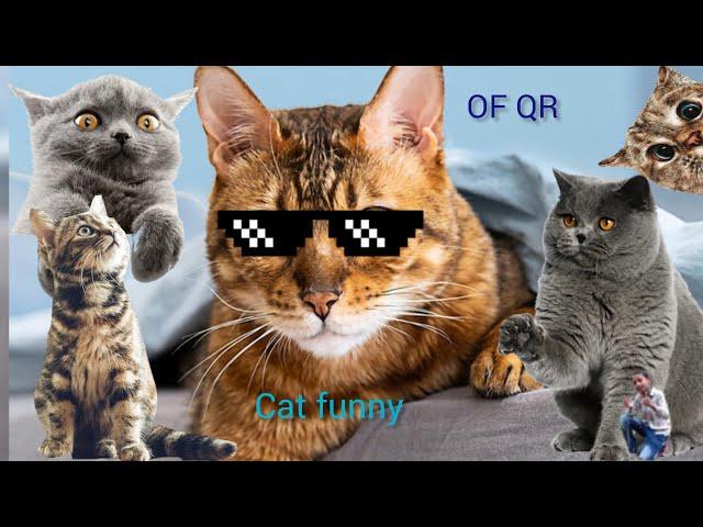 wxtone is live! cat dog comedian funny videos