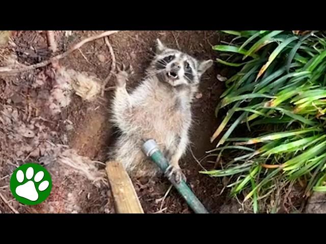 Rescuer’s Fight to Free a Buried Raccoon