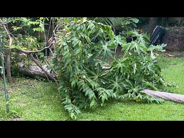  LIVE: EatYourBackyard! Florida Storms, Papaya Cherry Tree Destruction in the Food Forest