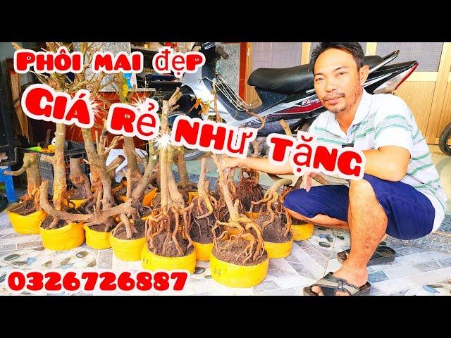 Phôi mai giảo đẹp giá rẻ như tặng 8/11 #asự0326726887 |MaivàngThanhTâm