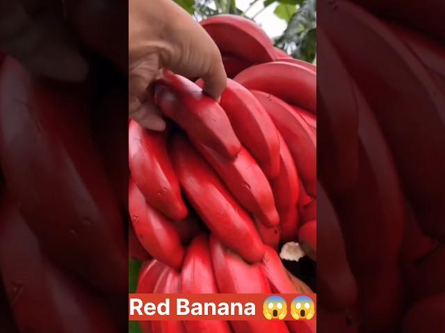 Red Banana Harvesting #shorts #fruit #satisfying