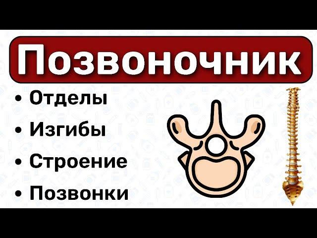 ПОЗВОНОЧНИК: анатомия, строение позвонков