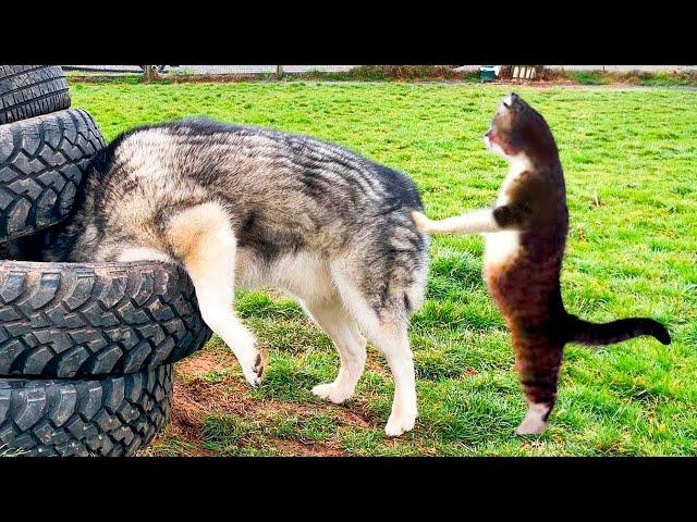 Funny Animal Videos 2024! Funniest Cats and Dogs Videos