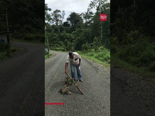 Man Helps Sloth Cross the Road | Everyday Heroes