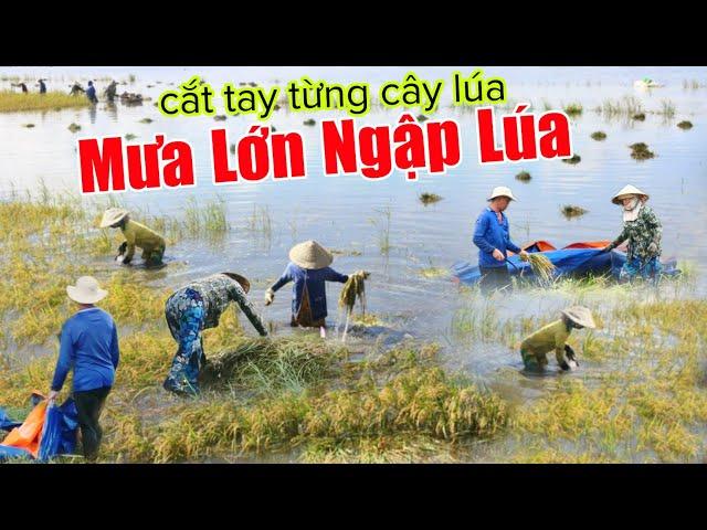 Mưa lớn lụt ngập hết lúa dân cắt tay từng cây nhìn mà  xót xa