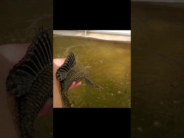 Plecos from aquaponics system #shorts