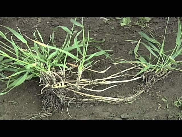 Farm Basics-Types of Weeds #644 (Air Date 8/8/10)