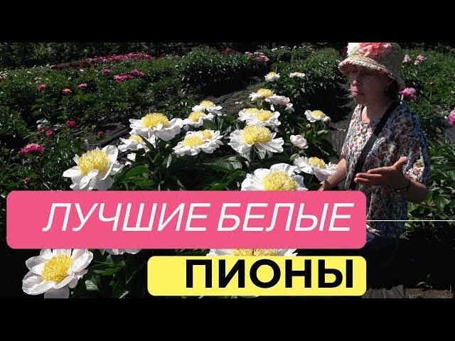 Любимые белые пионы Ворошиловой А.Б. / Сад Ворошиловой