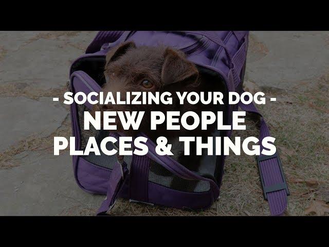 How to Socialize Your Dog to New People, Places or Things with Michael Ellis