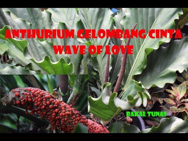 HOW TO GROW ANTHURIUM WAVE LOVE SEEDS - WAVE OF LOVE