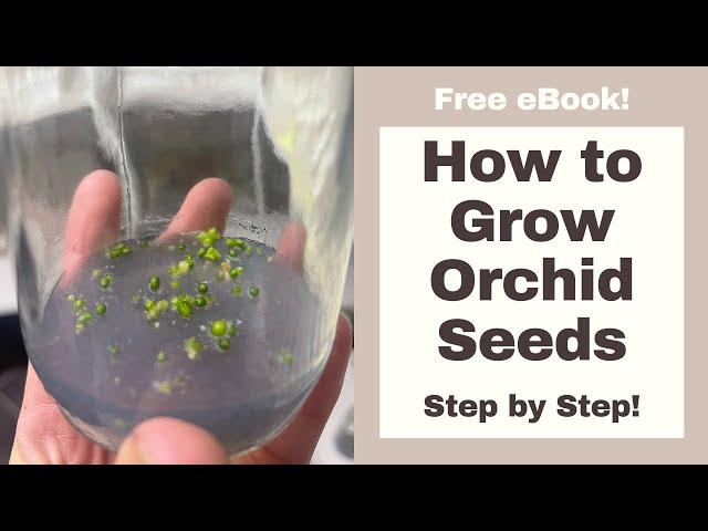 How to Grow ORCHIDS from SEED Step by Step